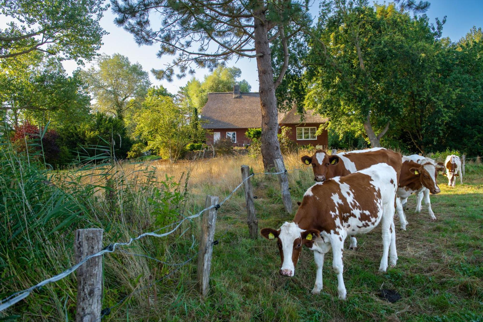 Vila Reetdachhaus Eiderblick Breiholz Exteriér fotografie